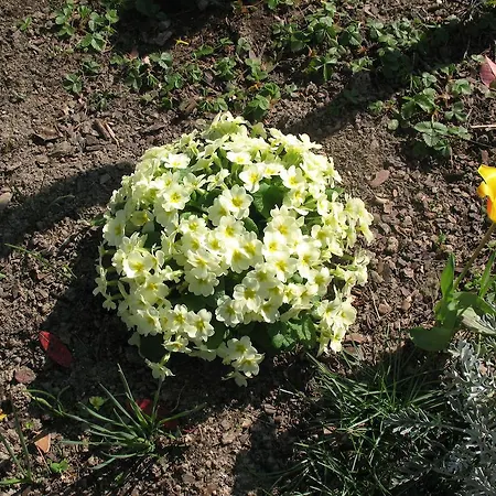 Bed & Breakfast D'hotes Le Murier 4*